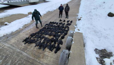 Rekordsz&aacute;m&uacute; kormor&aacute;n esett el a Tisz&aacute;n, betelt a kil&ouml;v&eacute;si keret