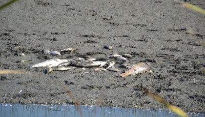 Nem volt kap&aacute;s, az eg&eacute;sz tavat leeresztette &ouml;t botcsin&aacute;lta pec&aacute;s