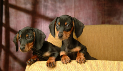A tacsk&oacute; lett ism&eacute;t a magyarok kedvenc kutyafajt&aacute;ja