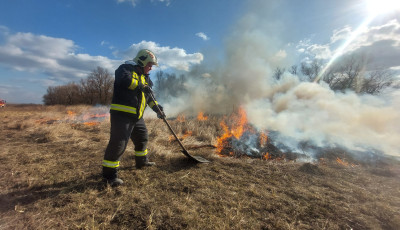 H&aacute;rom hekt&aacute;ron &eacute;gett a sz&aacute;raz n&ouml;v&eacute;nyzet Kiskunf&eacute;legyh&aacute;za hat&aacute;r&aacute;ban