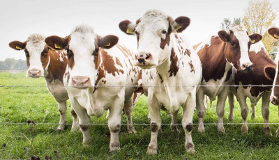 K&eacute;knyelv-betegs&eacute;get erős&iacute;tett meg a N&eacute;bih Somogy v&aacute;rmegy&eacute;ben