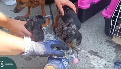 7 kuty&aacute;t mentettek ki a p&eacute;nz&uuml;győr&ouml;k egy furgon forr&oacute; rakter&eacute;ből