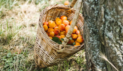 Baracksz&uuml;retre fel - Mutatjuk hol szedd magad B&aacute;cs-Kiskun megy&eacute;ben