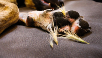 Figyelem, kuty&aacute;sok - Itt a tokl&aacute;sz szezon, vigy&aacute;zzatok vele!