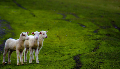 Ellopott h&aacute;rom &uacute;jsz&uuml;l&ouml;tt b&aacute;r&aacute;nyt, a b&eacute;get&eacute;s buktatta le