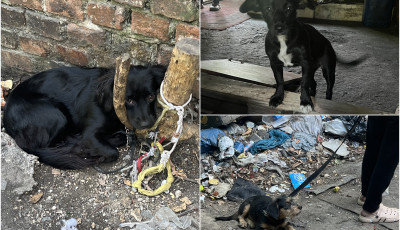 Rendőri seg&iacute;ts&eacute;ggel ker&uuml;ltek biztons&aacute;gba a bajba jutott kutyusok