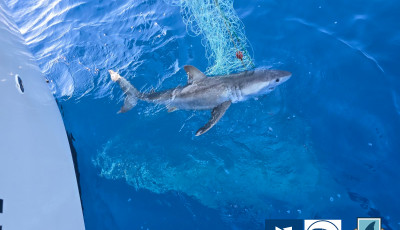 Az emberre n&eacute;zve a legvesz&eacute;lyesebb c&aacute;p&aacute;t fogtak az Adri&aacute;n