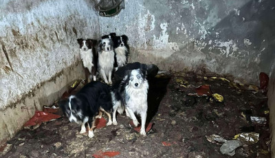 Mind&ouml;ssze 2 &eacute;v b&ouml;rt&ouml;nt szabtak ki a cs&ouml;ngei szapor&iacute;t&oacute;telep &aacute;llatk&iacute;nz&oacute;j&aacute;ra