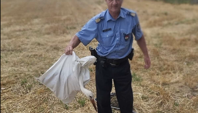 S&eacute;r&uuml;lt g&oacute;ly&aacute;t mentettek &ouml;sszefog&aacute;ssal a Kiskőr&ouml;s k&ouml;rny&eacute;ki mezőn