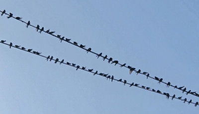 Gy&uuml;lekeznek a fecsk&eacute;k - K&ouml;zeleg a ny&aacute;r v&eacute;ge