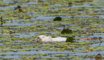 Alb&iacute;n&oacute; h&oacute;dot fot&oacute;ztak a Hortob&aacute;gyon