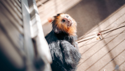 A Főv&aacute;rosi &Aacute;llatkert P&aacute;lmah&aacute;z&aacute;ba k&ouml;lt&ouml;zik a NAV &aacute;ltal lefoglalt oroszl&aacute;nmajom