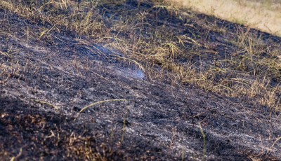 Foltokban sz&aacute;raz n&ouml;v&eacute;nyzet &eacute;gett Kiskunf&eacute;legyh&aacute;z&aacute;n