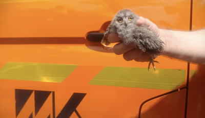 Bagolyfi&oacute;k&aacute;t tal&aacute;ltak fav&aacute;g&aacute;s k&ouml;zben Kecskem&eacute;tn&eacute;l