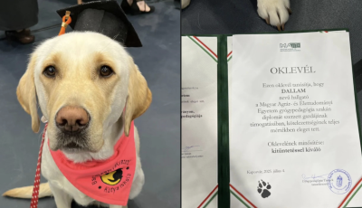 Dallam a seg&iacute;tőkutya is diplom&aacute;t szerzett a Mate Kaposv&aacute;ri Campus&aacute;n